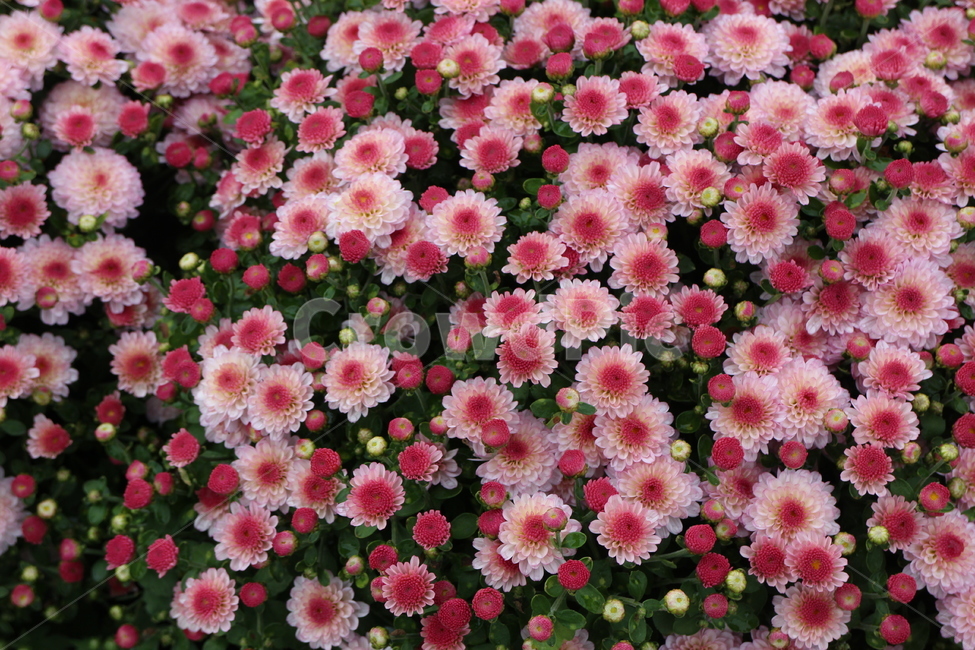 국화,꽃,국화꽃축제,flower,분홍색국화