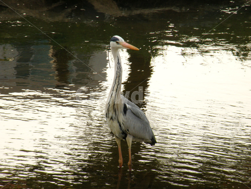 조류,새,동물,부리,학,동물,animal,조류,새,birds