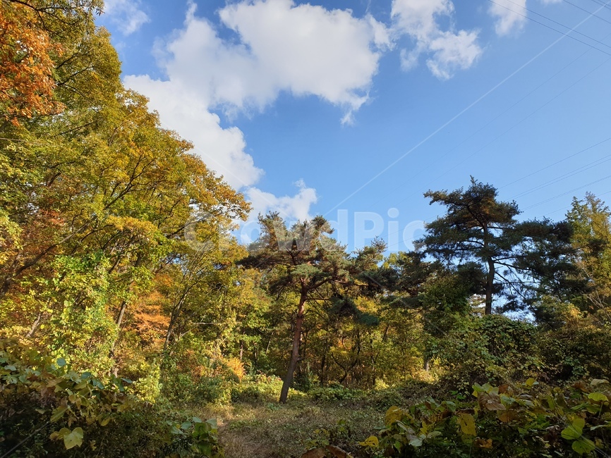 한국,한국자연,가을,fall,autumn,11월,november,leaf,fallen,낙엽,나무,tree,하늘,파란하늘,푸른하늘,숲속,산림,삼림,자연,nature,forest,wood,sky,cloud,풍경,자연풍경,landscape,산책,산책길,가을산책,숲,식물,plant,초목,단풍,leaves,가을,계절,fall,autumn,season,자연,풍경,nature,landscape
