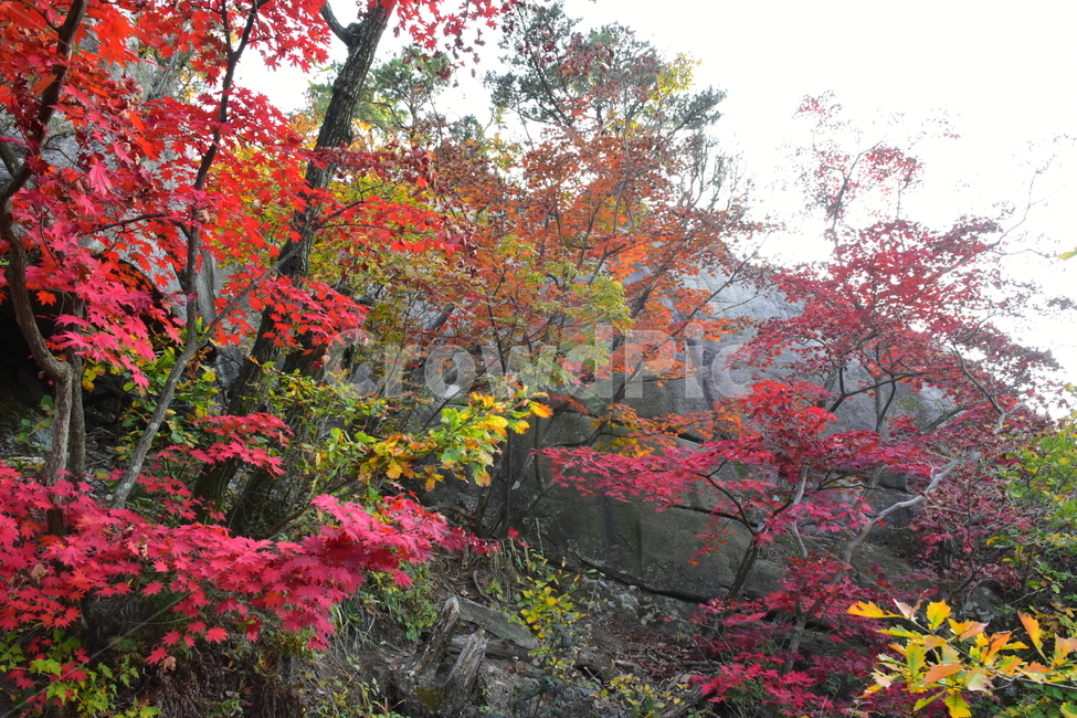 가을,단풍,자연,풍경,북한산,잎,단풍잎,붉은,나무,계절,계곡,숲,힐링,plant,fall,autumn,season,forestnature,landscape,한국자연풍경,한국자연경관,korea,tree,maple,leaf,가을,계절,fall,autumn,season,자연,풍경,nature,landscape,식물,plants,나무,trees,wood