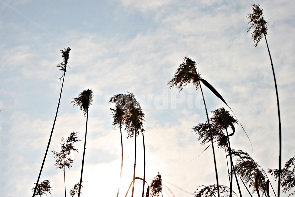갈대,식물,역광,하늘,자연,가을,계절,fall,autumn,season,식물,자연,plants,nature,grass,잔디,plant