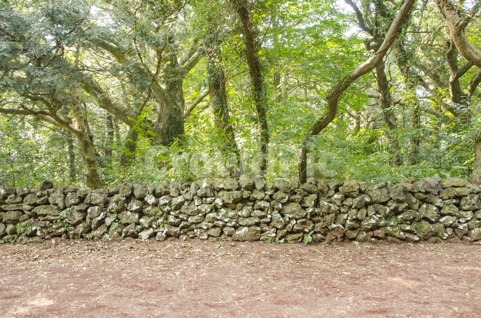 제주,제주도,비자림,비자나무,숲,나무,그린,초록,풍경,자연,배경,자연,풍경,nature,landscape,제주도,jeju,jeju island,wall,벽,plant,식물,tree