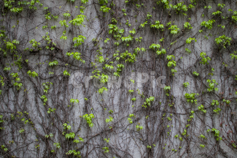 식물,담벽,덩쿨,풀,자연,텍스처,나뭇잎,담쟁이,주택,벽,식물,자연,plants,nature