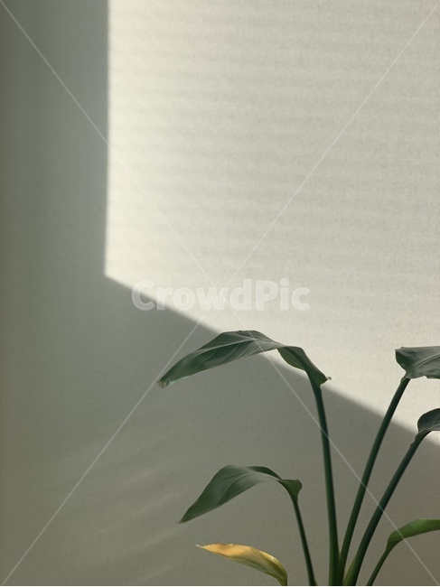 plant,식물,햇빛,그림자,플랜테리어,플랜트,실내용화초,화분,화초,house plant