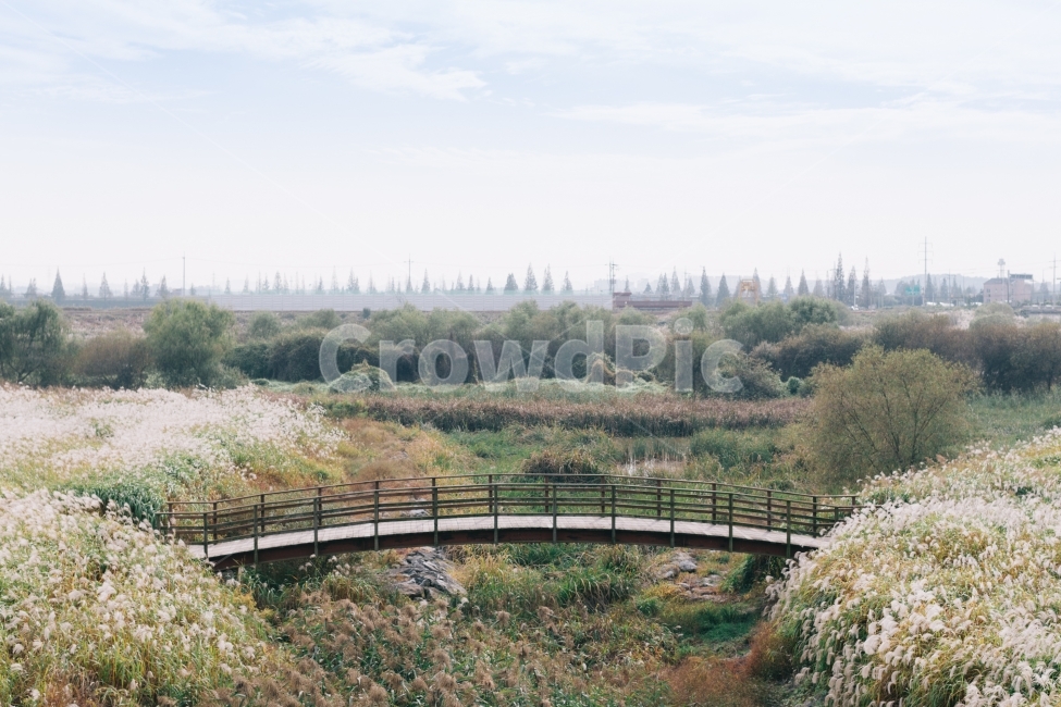 억새,다리,풍경,갈대,가을,감성,하늘,자연,가을,계절,fall,autumn,season,자연,풍경,nature,landscape