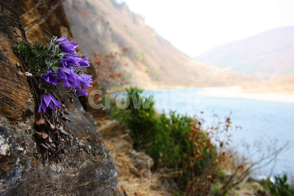 할미꽃,강,보라색꽃,세계유일종,동강할미꽃,자연,풍경,nature,landscape,식물,plants,꽃,flower,plant