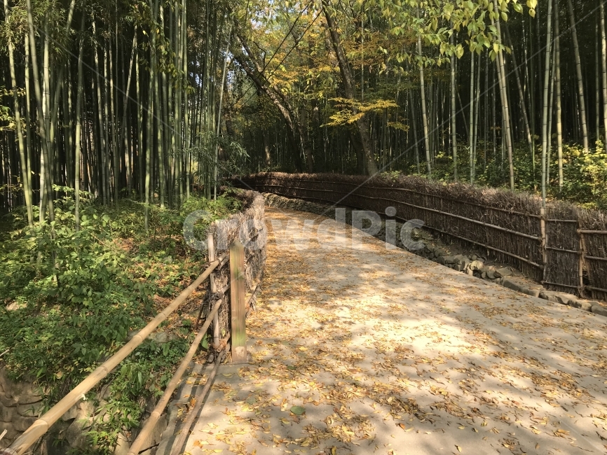 가을,담양,소쇄원,식영정,풍경사진,landscape,출사,가을풍경,단풍,은행,감성,쓸쓸함,자연,풍경,nature,landscape,한국자연풍경,한국자연경관,korea nature landscape,path,통로,plant,식물
