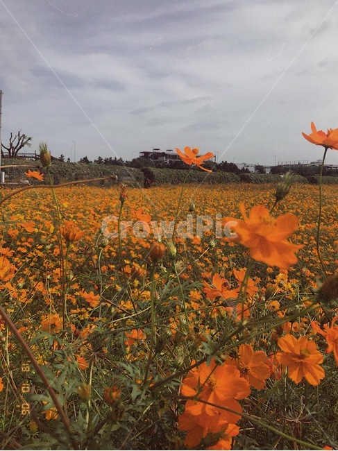 자연,풍경,꽃밭,식물,공원,들판,식물,자연,plants,nature,꽃,flower