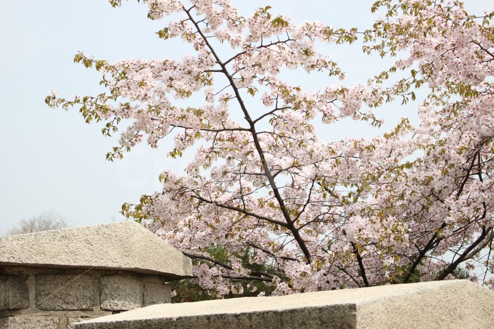 낙산공원,공원,혜화,산책,자연,대학로,꽃,성곽길,식물,자연,plants,nature,한국전통,한국문화,korean traditional,korean culture,봄,계절,spring,season,꽃,flower,plant,blossom