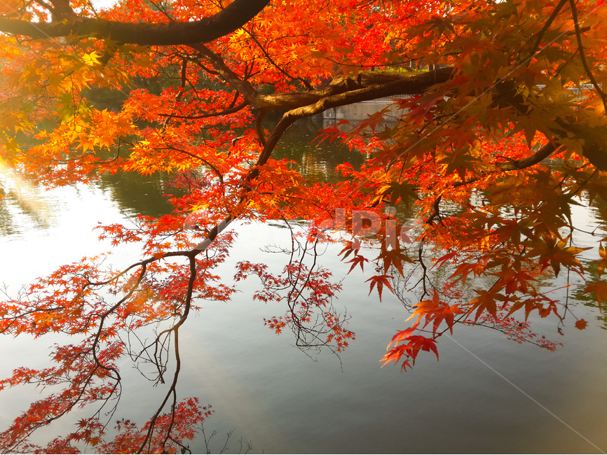 단풍,현충사,연못,가을,풍경,빨강,가을,계절,fall,autumn,season,식물,자연,plants,nature,나무,trees,wood,leaf,잎,plant,tree,maple
