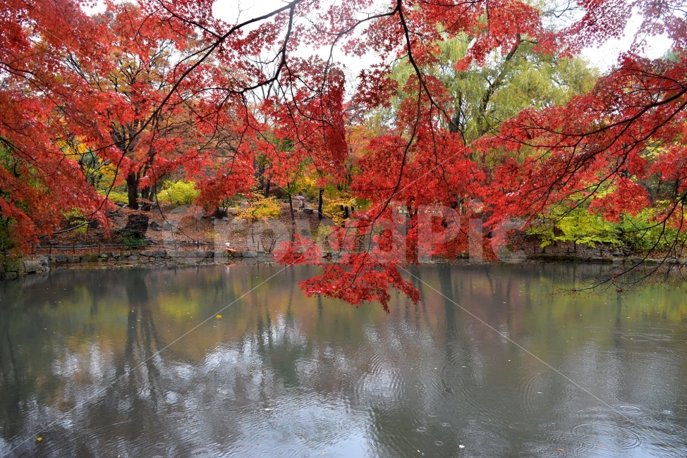 창경궁,가을,단풍,풍경,고궁,서울,낙엽,도심지,명소,자연,비경,단풍나무,춘당지,자연,풍경,nature,landscape,가을,계절,fall,autumn,season,tree,나무,plant,식물,maple,leaf,잎