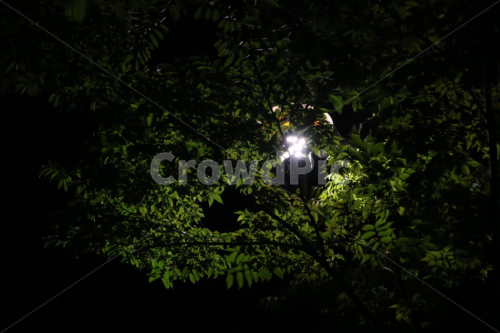 공원,가로등,어둠,나무,밤,가로수,자연,풍경,nature,landscape,야경,밤,nightscape,night,light,빛,flare,플레어