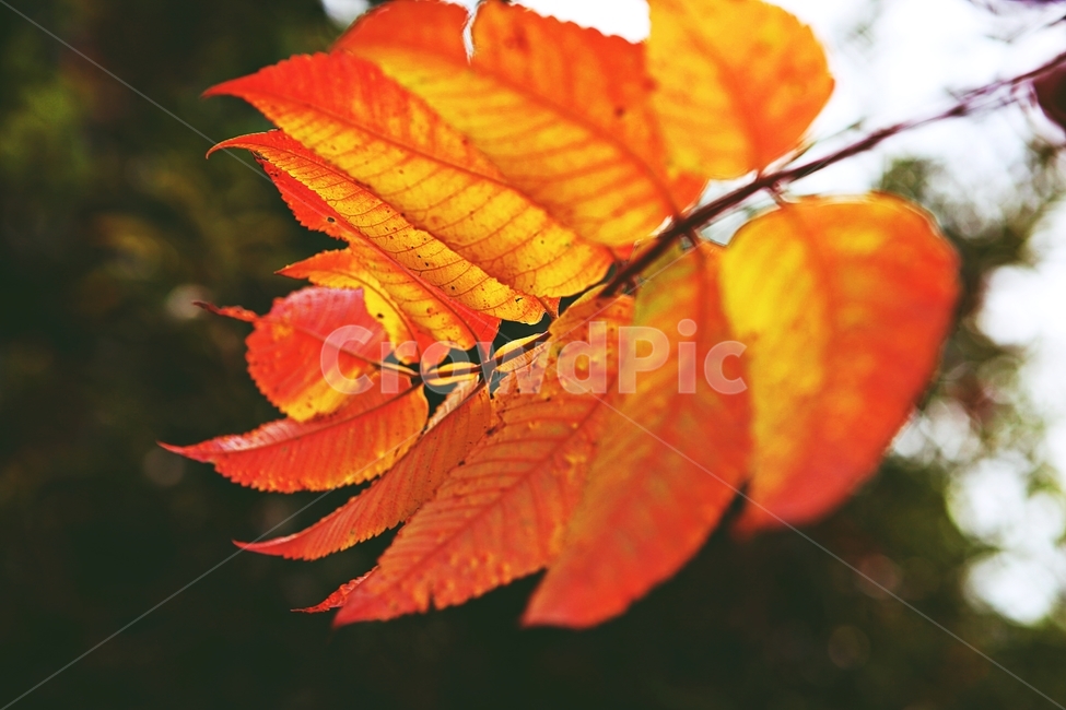 단풍,낙엽,가을,잎,식물,자연,계절,감성,색,색상,나무,공원,가을,계절,fall,autumn,season,veins,정맥,plant,leaf