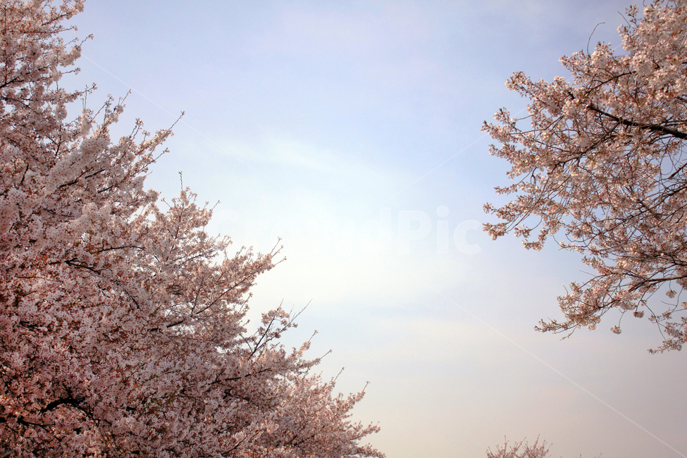 벚꽃,꽃,봄,나무,가지,나뭇가지,봉우리,꽃잎,개화,식물,cherryblossom,blossom,식물,자연,plants,nature,꽃,flower