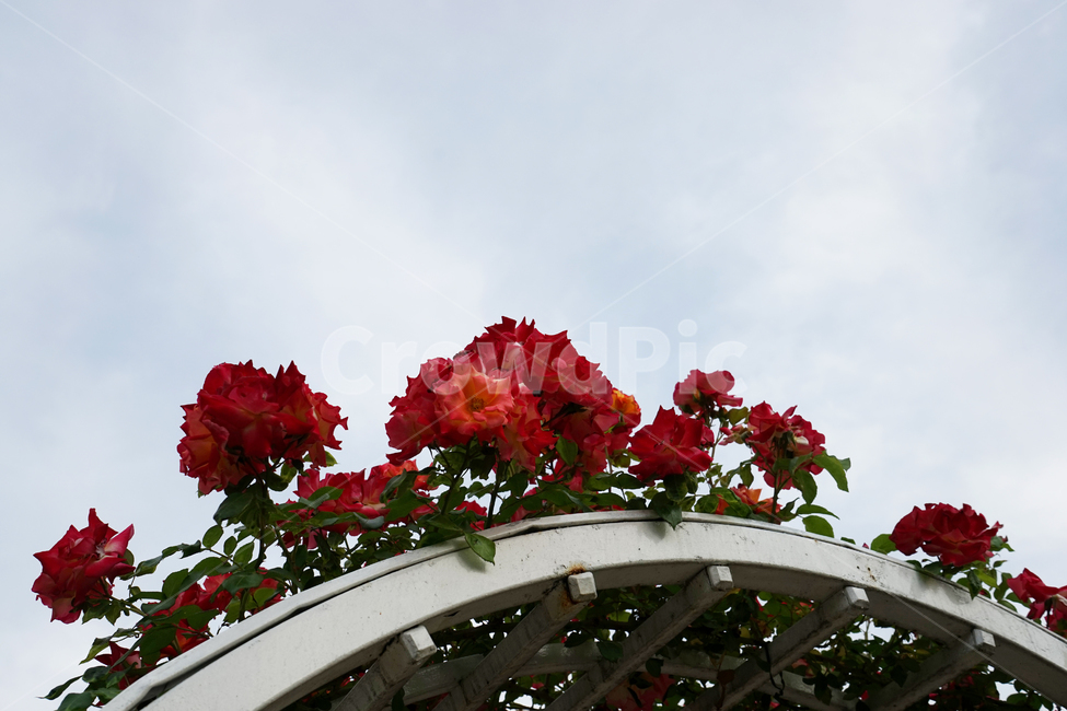 geranium,제라늄,plant,blossom,flower,꽃,울타리,하늘,장미,흐린날,담장,식물