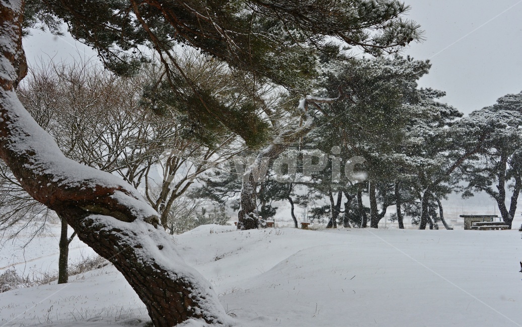 outdoors,옥외,winter,겨울,snow,눈,storm,폭풍,nature,자연,blizzard,눈보라,순창,고례마을,소나무,고례마을소나무