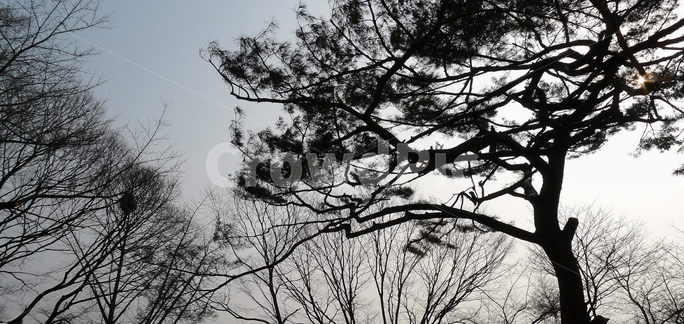 소나무,자연,나무,실루엣,동양화,식물,자연,plants,nature,나무,trees,wood,실루엣,그림자,silhouette,shadow