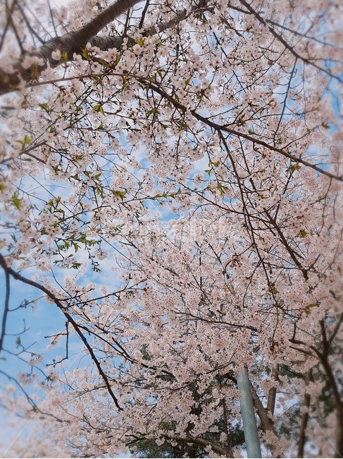 봄,꽃,벚꽃,분홍,하늘