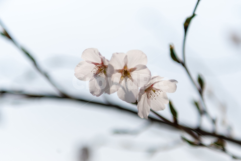 벚꽃,봄,사쿠라,벚꽃나무,꽃,봄꽃,봄,계절,spring,season,식물,자연,plants,nature,꽃,flower,plant,blossom
