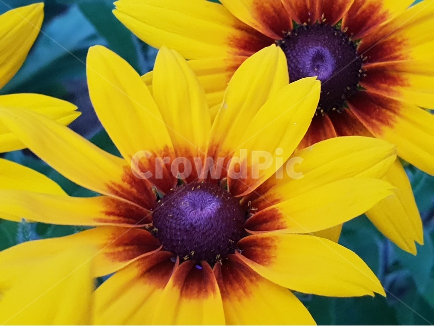 루드베키아,아름다운꽃,자연,여름,감성,계절,꽃,식물,배경이미지,beautifulflowers,plant,nature,노랑색,배경,배경화면,식물,자연,plants,nature,꽃,flower