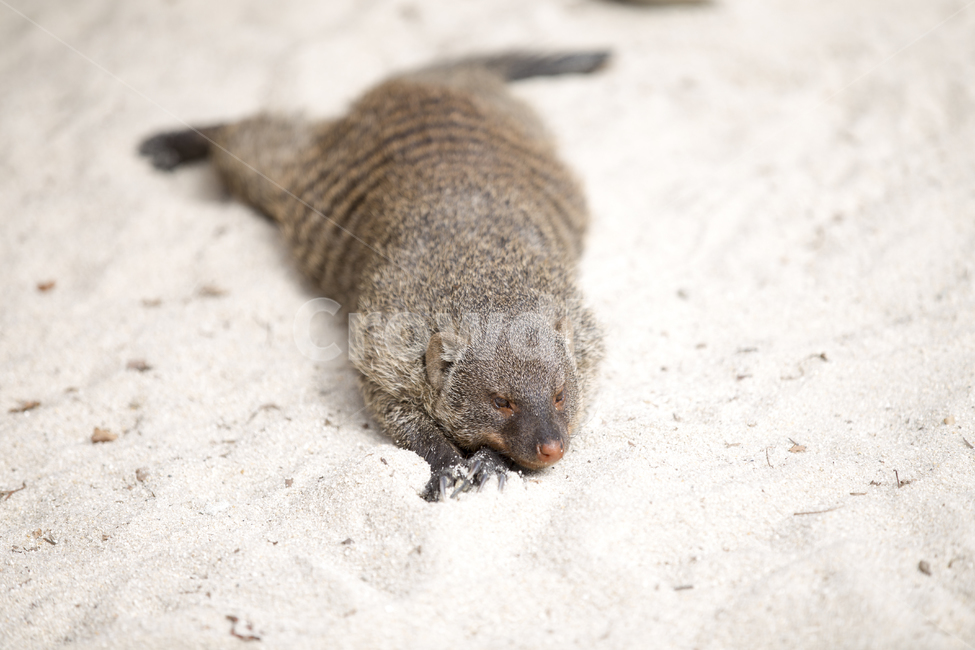 줄무늬몽구스,동물,애니멀,bandedmongoose,모래,휴식,지침,animal,rest,동물,animal,포유류,mammal