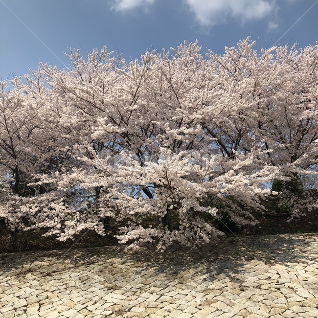 벚꽃,나무,꽃,cherryblossom,하늘,봄,계절,spring,season,자연,풍경,nature,landscape,plant,식물