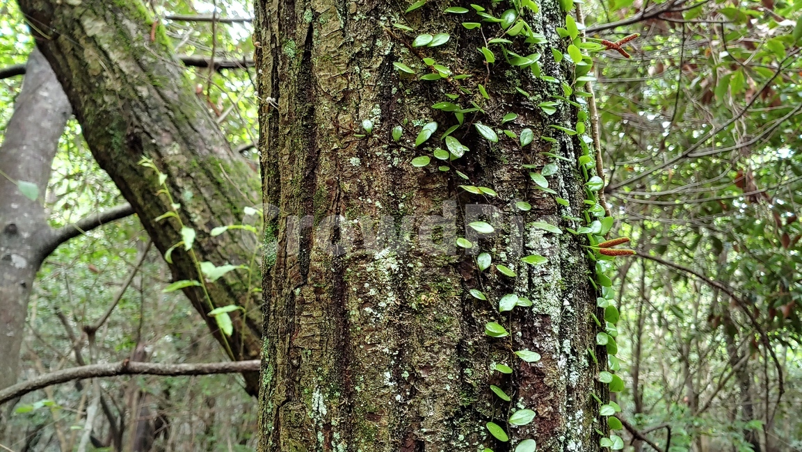 콩짜개덩굴,작은잎식물,자연,lemmaphyllummicrophyllum,양치식물
