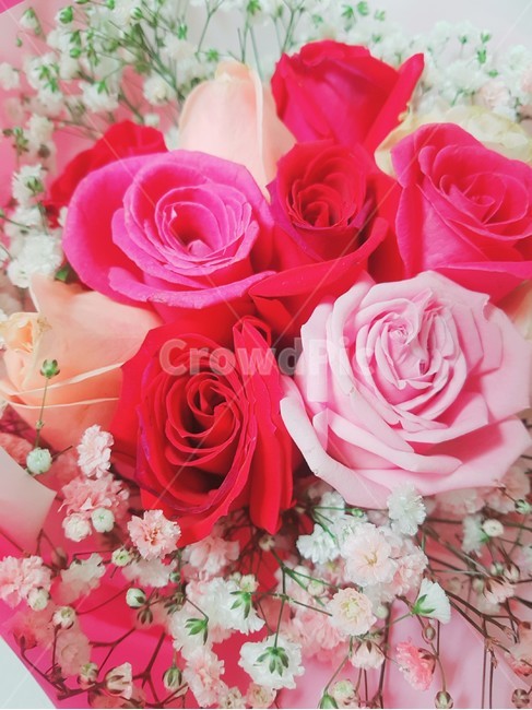 장미,꽃다발,로맨틱,분홍,빨강,꽃,안개꽃,식물,자연,plants,nature,꽃,flower,기념일,축하,anniversary,congratulation,celebrate,celebration