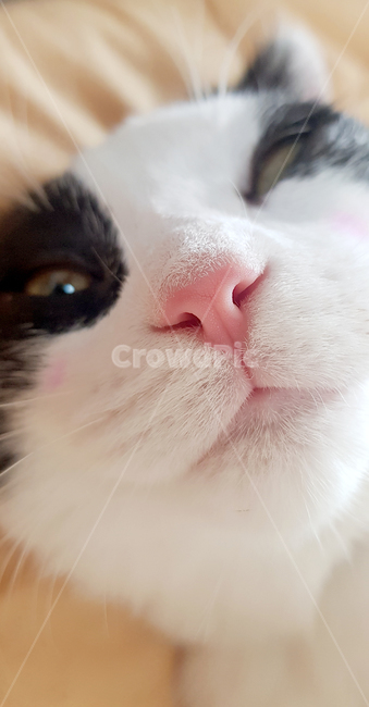 nose,Pets,cat nose,cat,pink nose,pet