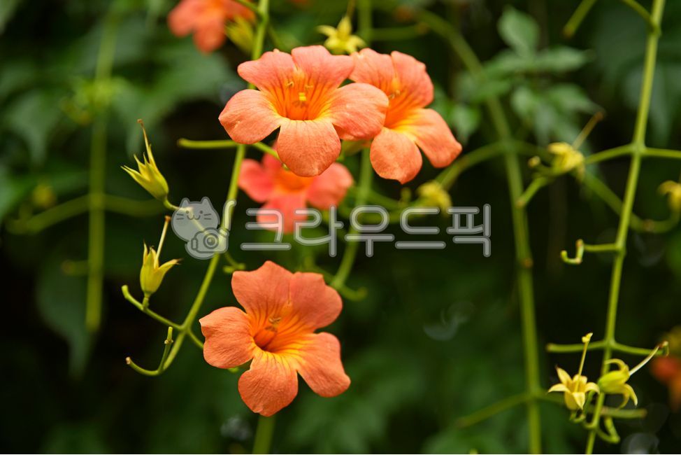 능소화, 능소화꽃, 덩굴나무, 정원수, 관상수, 사진,이미지,일러스트,캘리그라…