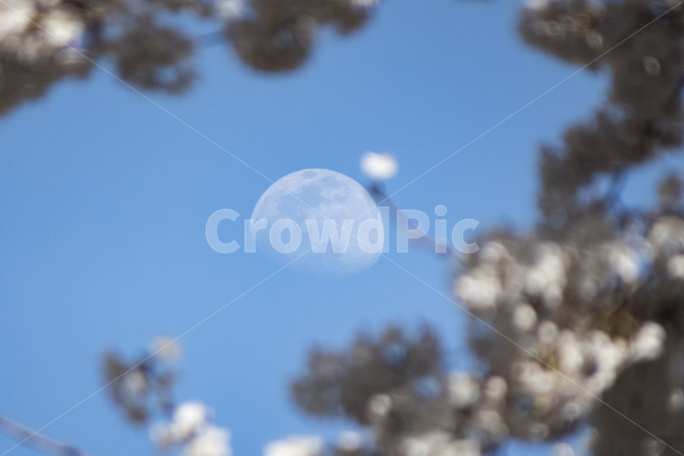 벚꽃,봄꽃,꽃,달,낮달,sphere,구체,moon