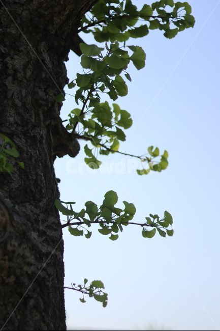 은행나무,연두,새순,파란하늘,봄,식물,자연,plants,nature,나무,trees,wood