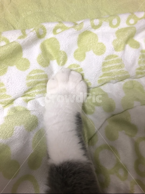 고양이발,고양이젤리,브리티시숏헤어,고양이,초록색이불