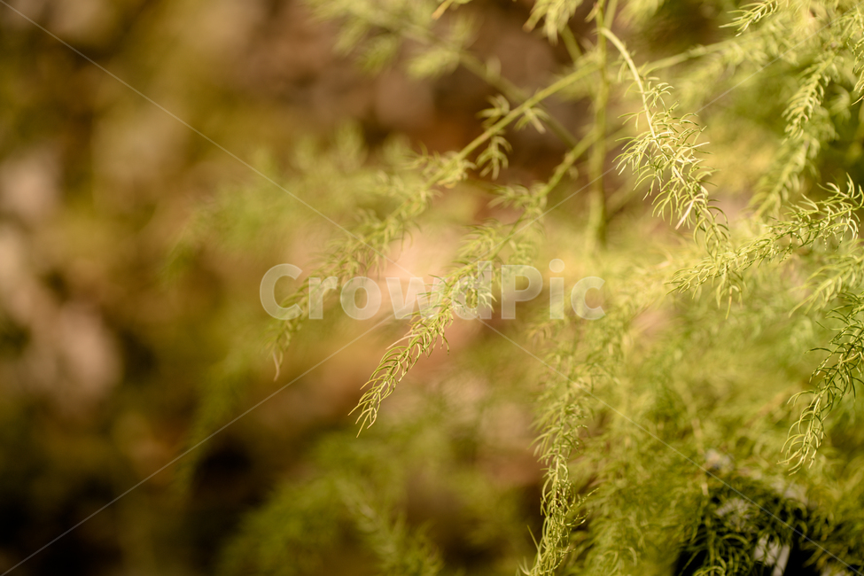 자연,식믈,초록,접사,봄,식물,자연,plants,nature