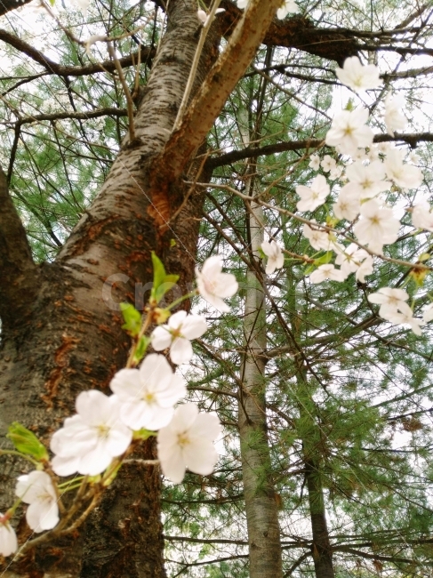 나무,꽃,벚꽃,봄,하늘,소나무,풍경,배경,식물,자연,plants,nature,봄,계절,spring,season,꽃,flower,plant