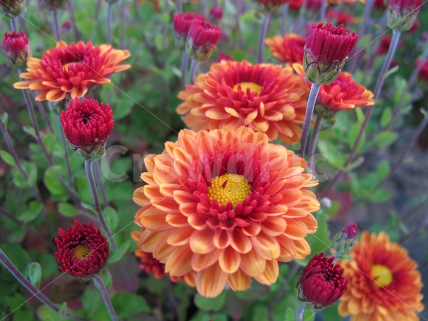 꽃,국화,식물,가을,가을꽃,계절,식물,자연,plants,nature,꽃,flower