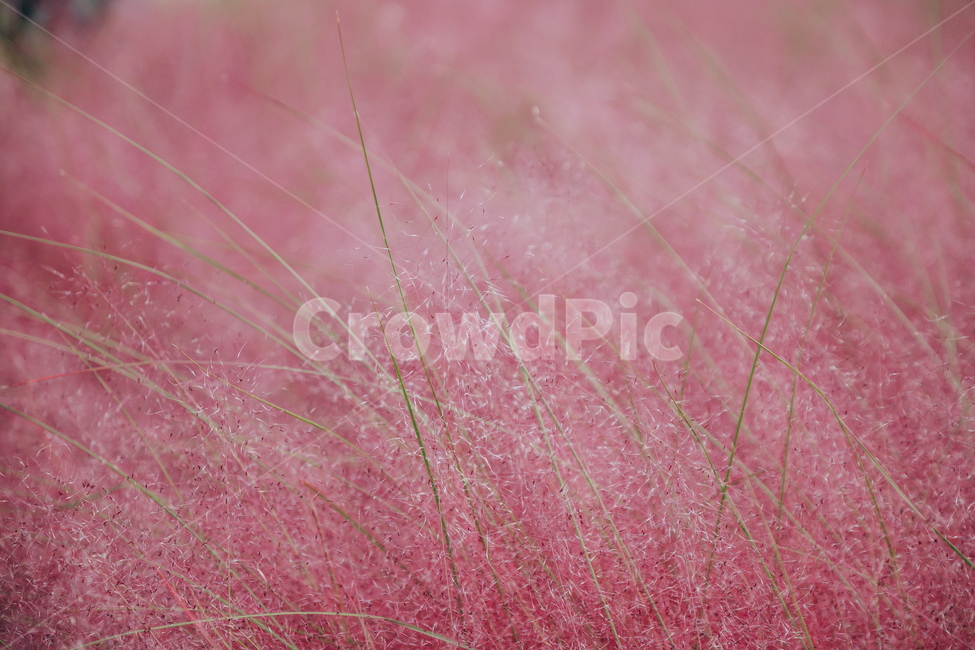 가을,식물,자연,분홍,핑크,핑크뮬리,가을,계절,fall,autumn,season,식물,자연,plants,nature,grass,잔디,plant,vegetation,초목,bush,부시