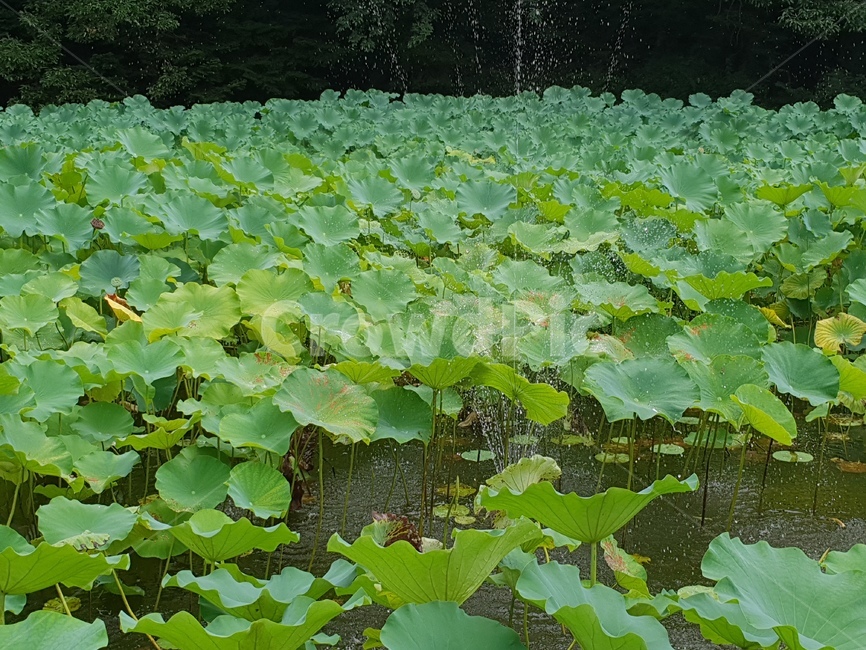 연꽃,꽃,수련,식물,lotusblossom,flower,연,수초,식물,자연,plants,nature