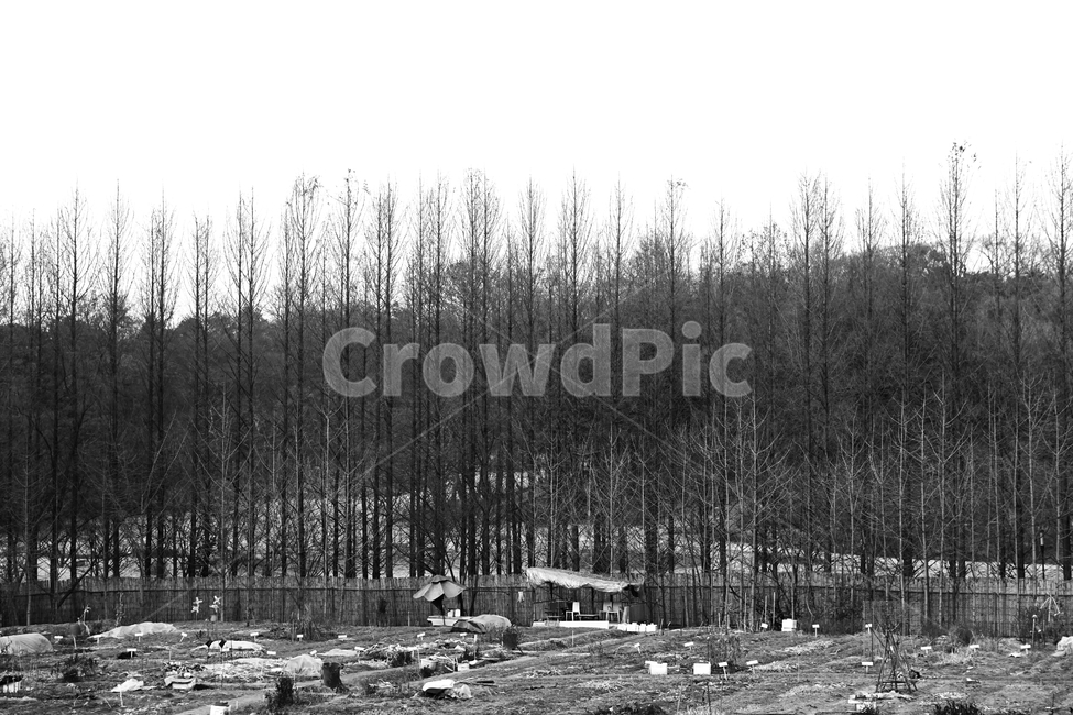 겨울,나무,흑백,빈티지,추상,감성,blackandwhite,cold,plant,nature,자연,자연,풍경,nature,landscape,흑백,모노톤,monochrome,black and white,outdoors,옥외