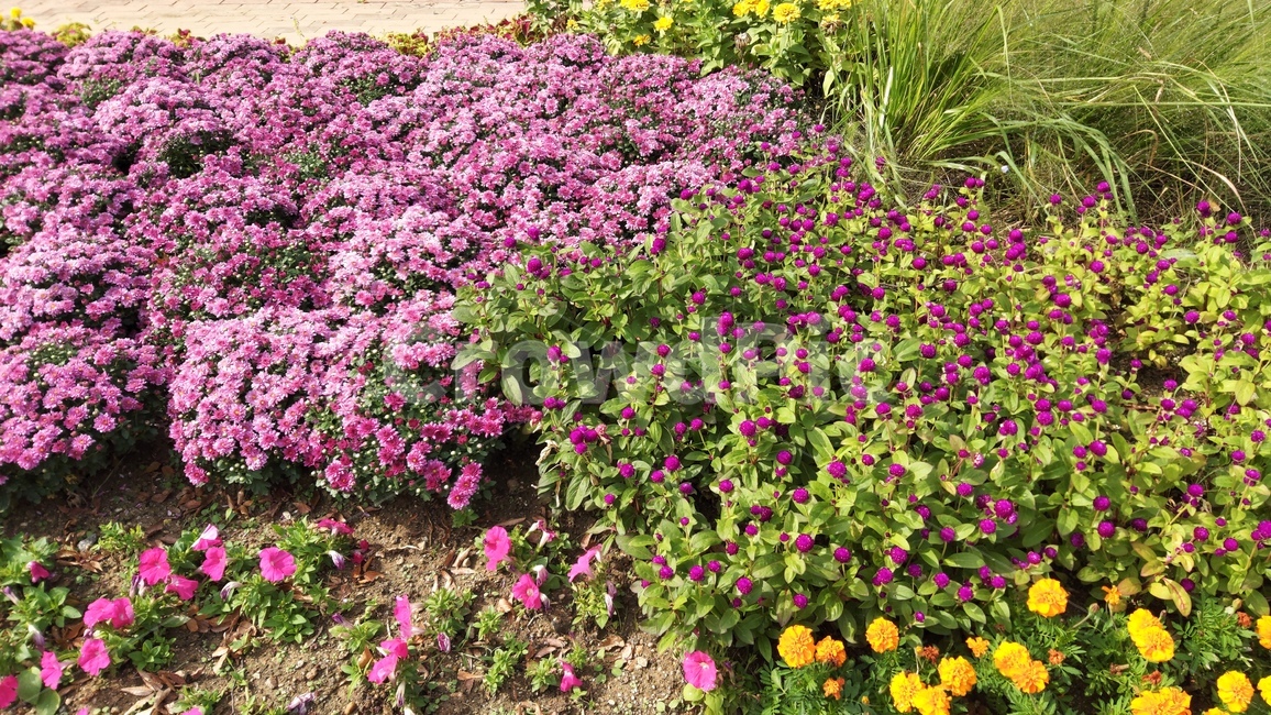 산책길,꽃,꽃밭,flowers,flowergarden,walkway,walkingpath,식물,자연,plants,nature,꽃,flower