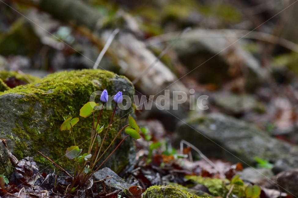 깽깽이풀,야생화,봄,꽃,풀꽃,자연,식물,식생,plants,nature,spring,season,flower