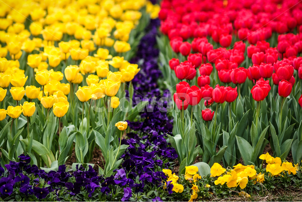 튤립,tulip,꽃,컬러,대비,봄,계절,spring,season,식물,자연,plants,nature,꽃,flower,plant,blossom