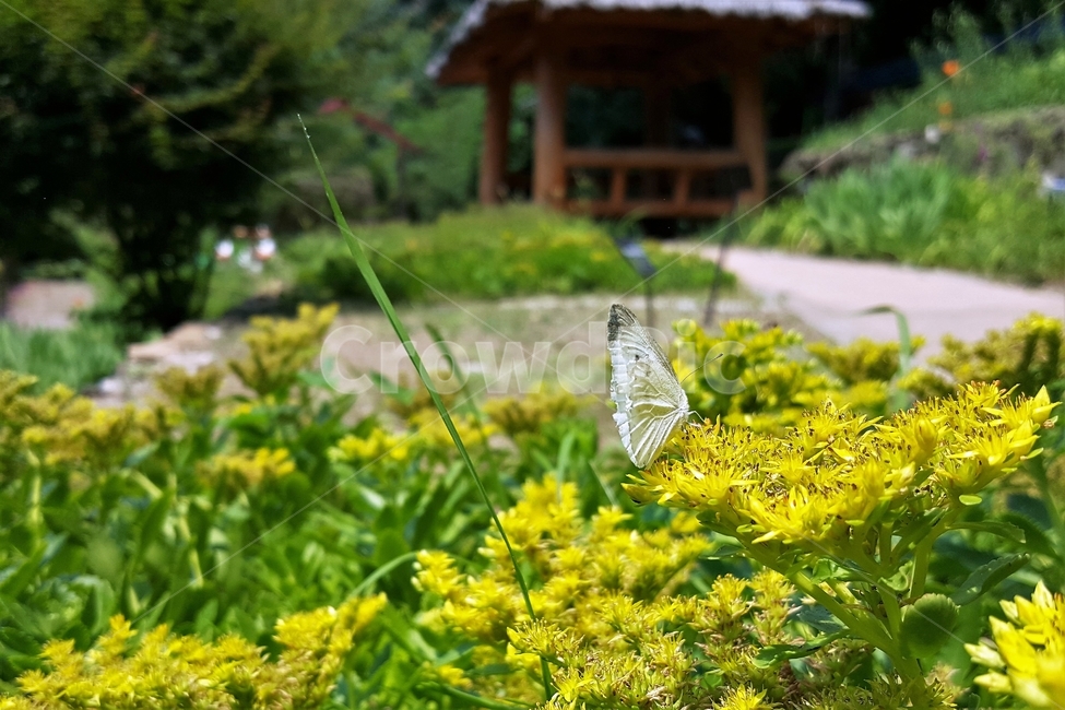 기린초,나비,돌나물과,노란꽃,더듬이,자연,생명,SedumkamtschaticumFisch,sedum,여러해살이,초본식물,flower,butterfly,antennae,thorax,leg,adbomen,꽃,식물,날개,흰나비,곤충,겹눈,비늘가루,인분,빠삐용