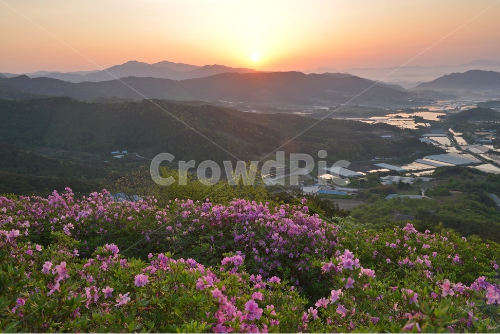 plant,식물,blossom,전북,남원,봉화산,봉화산철쭉제,철쭉,철뚝꽃,철뚝제,봉화산아침,여명,일출,해돋이,flower,꽃,flare,플레어,light,빛,sunlight,햇빛,자연,outdoors,옥외,mountain,산,mountainrange,산맥,slope,경사