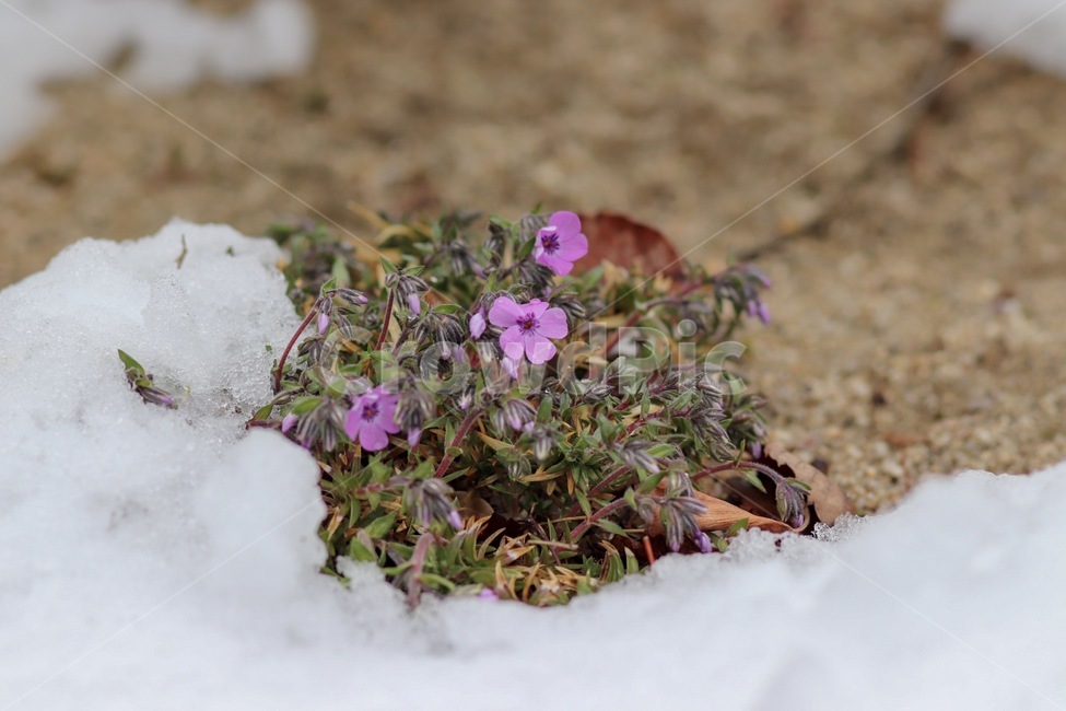 벚꽃,매화,봄꽃,눈맞은꽃,목련,겨울,계절,winter,season,식물,자연,plants,nature,꽃,flower