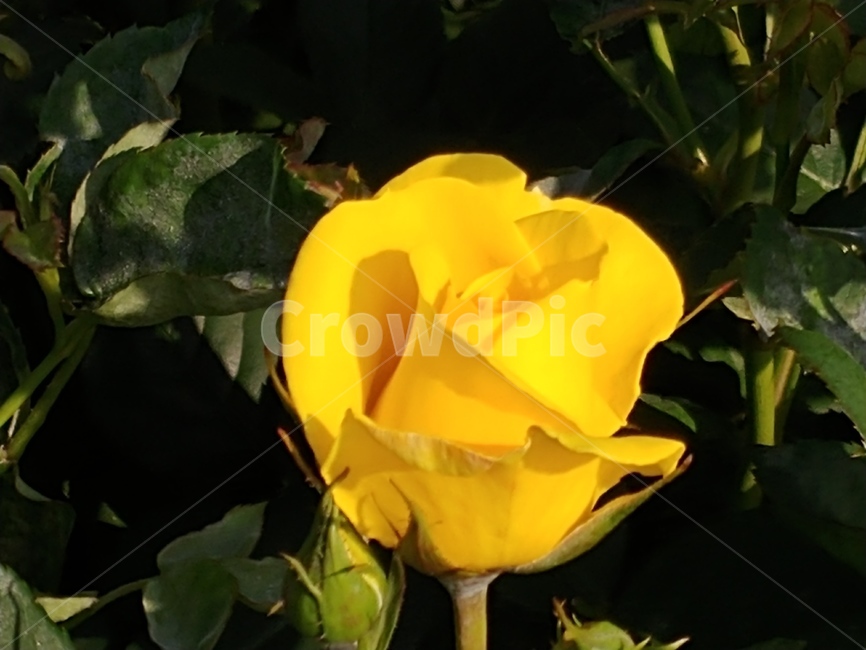 장미,봄꽃,식물,꽃,노랑장미,식물,자연,plants,nature,꽃,flower