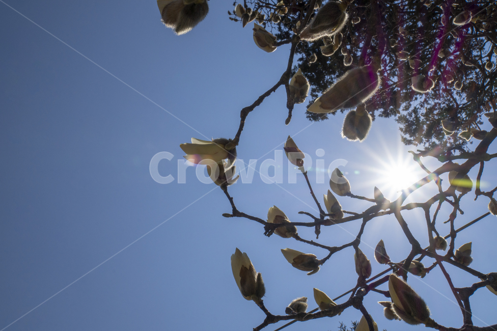 목련,꽃망울,봄꽃,흰꽃,magnolia,봄,목련꽃,가지,시작,첫걸음,꽃인생,꽃말,하얀꽃,봄,계절,spring,season,식물,자연,plants,nature,꽃,flower,flare,플레어,light,빛,animal,동물,bird,새