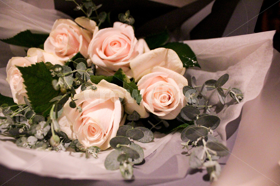rose,장미,꽃,flower,꽃다발,분홍장미,plant,식물,blossom,꽃,flower,기념일,축하,anniversary,congratulation,celebrate,celebration