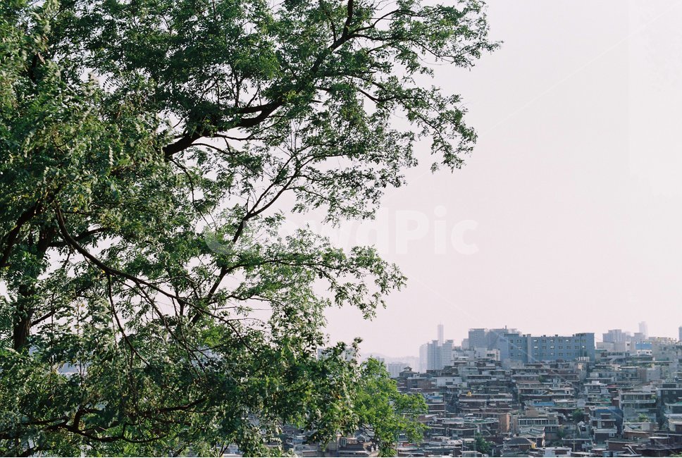 도시,여름,도시풍경,city,나무,도시와자연,도시,풍경,city,landscape,한국도시풍경,한국도시경관,korea cityscape,식물,자연,plants,nature,나무,trees,wood,plant,tree