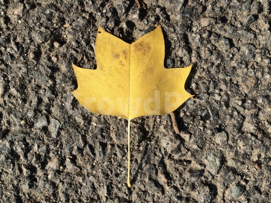 은행나무,가을,낙엽,감성,빈티지,선명,컬러,노란색,노랑,yellow,식물,자연,plants,nature,가을,계절,fall,autumn,season,leaf,잎,plant